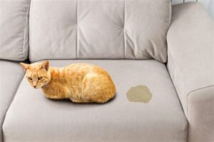 gedragsproblemen-problemen-kat-plast-in-huis-buiten-de-bak-kattengedragstherapeut-Tinley-kattencoach
