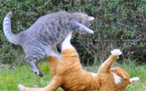 katten-vechten-agressie