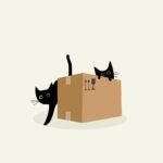 box, cats, pet-8702507.jpg